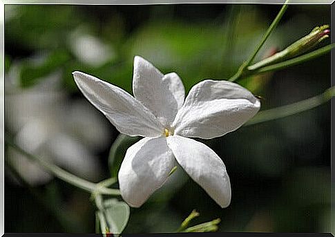 jasmine