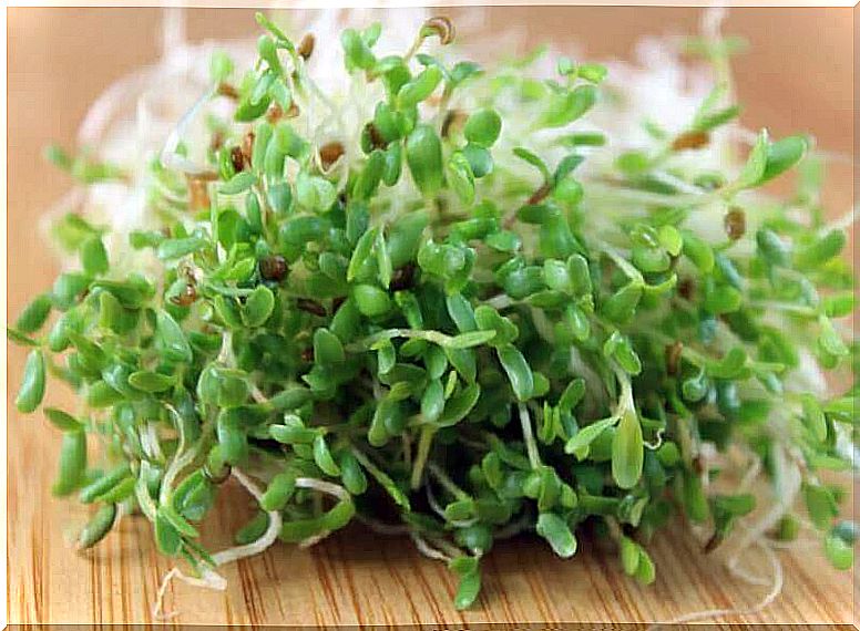 Alfalfa sprouts