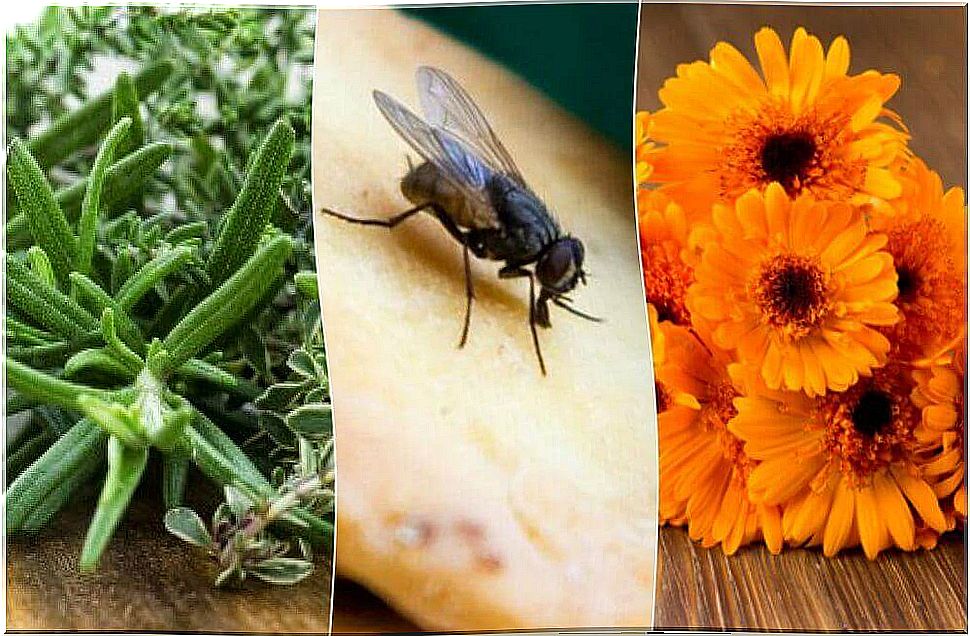 6 home remedies for troublesome flies