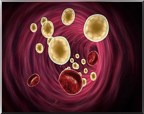 cholesterol