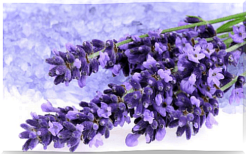 lavender