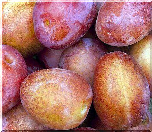 plums prevent constipation