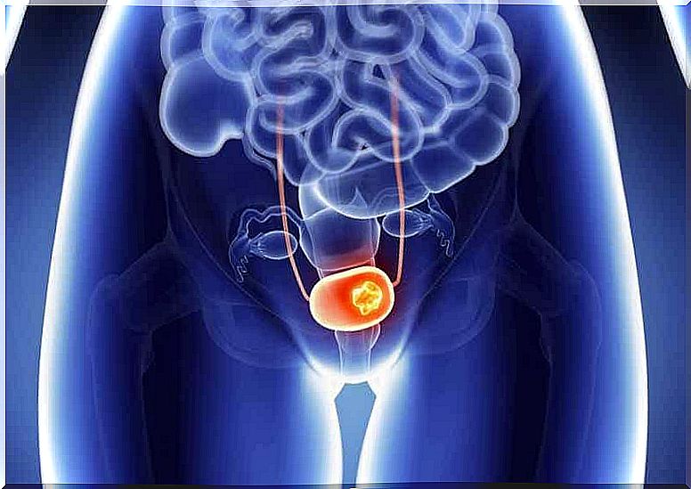 A digital illustration of the bladder.