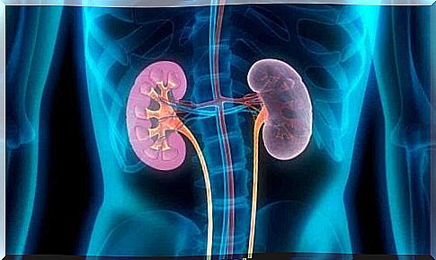 An illustration of the kidneys.