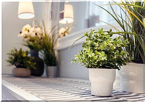 Some good tips for caring for indoor plants