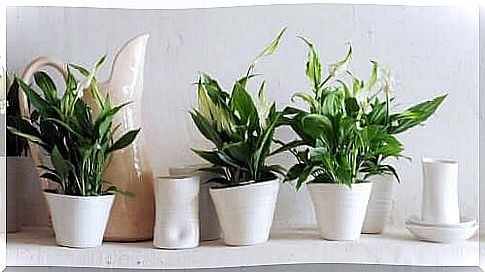 Tips for caring for indoor plants. 