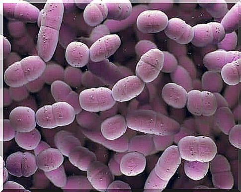 Group B streptococci during pregnancy