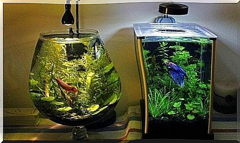 The best way to clean an aquarium