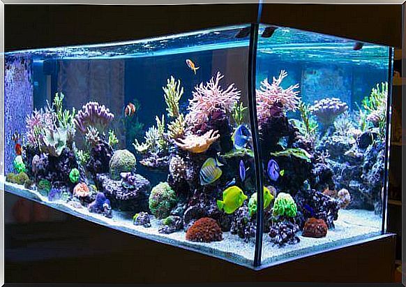 Clean aquarium