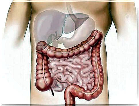 The human gut