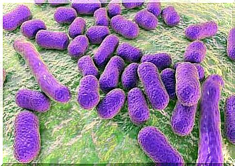 Bacterial group