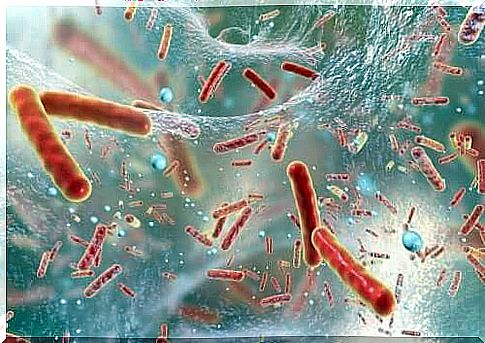 Bacteria